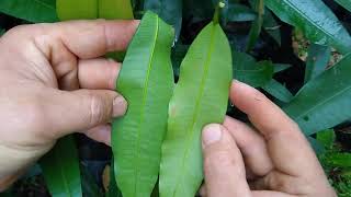 bacupari doce com a folha igual a do achachairu como identificar