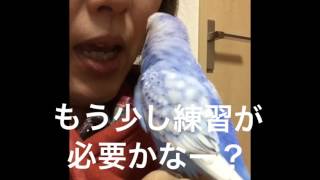 Vol.123『“ビビリ”が言えないインコ』セキセイインコのサクちゃん