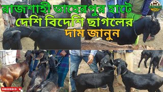 রাজশাহী তাহেরপুর হাটে সকল প্রকার ছাগলের দাম জানুন