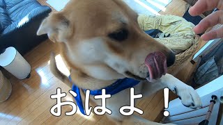 休みの朝の元保護犬