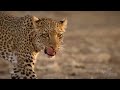 lions hunt stray buffalo in their territory lions vs 100 buffaloes and what happen next