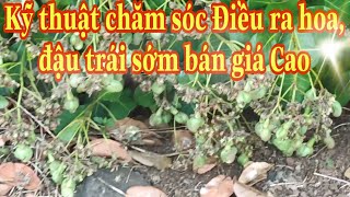 Kỹ Thuật chăm sóc ĐIỀU ra hoa, đậu trái sớm bán giá Cao