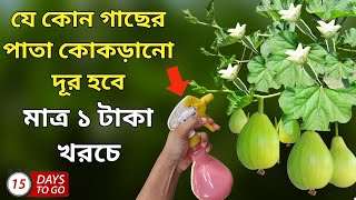 মাত্র ১ টাকা খরচে - যে কোন গাছের পাতা কোকড়ানো রোগ দূর হবে - লাউ, মরিচ ও মিষ্টি কুমড়ো