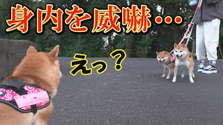 The older brother mistakes the Shiba Inu siblings for enemies, causing a commotion for a moment...