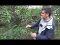 10 oronules clementine pruning murcia spain