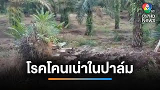 ชาวสวนช้ำ โรคโคนเน่าในปาล์ม ระบาดกว่า 6,000 ไร่ | เช้านี้ที่หมอชิต