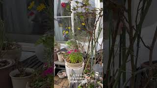 【HD動画】2024年12月22日  冬の花が咲いています。 #flowers #garden #癒し#自然 #naturelovers #薔薇は美しく散る #ばらの花 #rosegarden