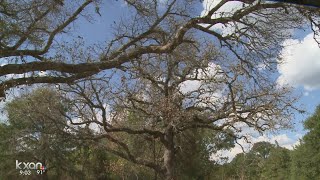 Oak wilt kills more than half the trees in one family's yard