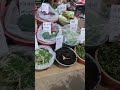 노지 쌈배추 은달래 고들배기등 겨울 야채들 korean winter vegetables 재래시장 시장 streetfood koreanmarket foodie