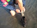 090919 wadlopen ameland veters strikken 2