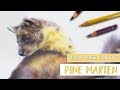 Animal Artists Collective | Drawing a PINE MARTEN with COLORED PENCIL