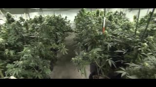 Amazon drops marijuana drug screening from select positions