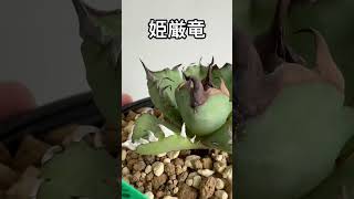 アガベ チタノタ 姫厳竜 Agave titanota Dwarf