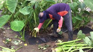 【休閒小菜園】芋頭先挖二顆試吃