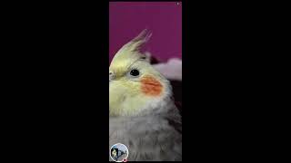 @MR.Bombastis-om8eb  how to love cockatail of his daddy #birds #colapsita #cockatiel #parrot #infa