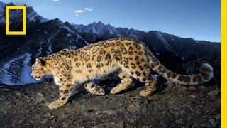 Searching for the Snow Leopard | National Geographic