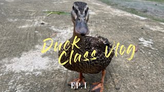 動物幼稚園-鴨鴨班🦆