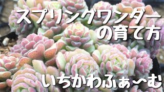 スプリングワンダーの育て方