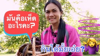 เก็บเห็ดในแคนาดา ไม่รู้ค่ะว่ากินได้มั้ย | เมียฝรั่ง | คนไทยในแคนาดา