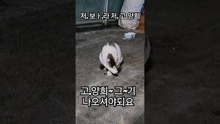 저.보ㅏ.라 저. 길.고.양희! feat ralral #고양이밈 #cat #cats #고영희 #shorts #viral #viralvideo #랄랄