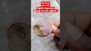 சப்பாத்தி‌ கள்ளி பழம் வேட்டை | 100000 ரூபாய் கொடுக்கலாம் | Lipstick Fruits #Shorts #Lipstick #fruits