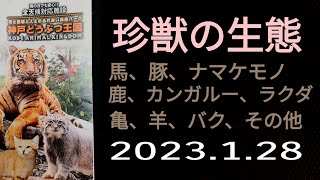 神戸どうぶつ王国（4）ナマケモノ他の珍獣🐷2023年1月28日（土）