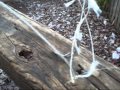 how to make a squirrel trap (homemade squirrel trap)