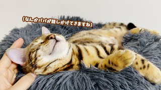 寝起きのモカちゃんとおしゃべりしましょう【おてんばベンガル猫 モカ】