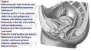 PVS 15 Perineum Part 3 Female external genitalia