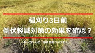 「稲刈り3日前　倒伏軽減対策の効果を確認？」　～良き農業ライフを！