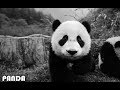 Imagine Dragons - Thunder (Panda Parody)