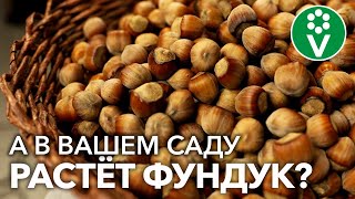 УМНЫЙ ОРЕХ ФУНДУК! Посадите и ешьте КАЖДЫЙ ДЕНЬ – для здоровья и бодрости!