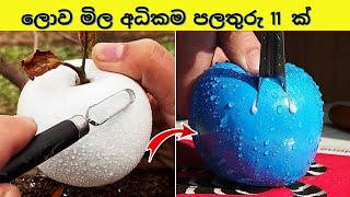 ලොව මිල අධිකම පලතුරු 11 ක් | 11 Most Expensive Fruits In The World  | Sinhala