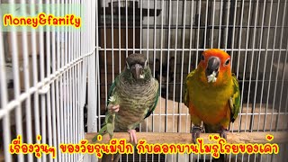 เรื่องวุ่นๆของวัยรุ่นมีปีกกับดอกบานไม่รู้โรยป่า ASMR Sounds #กรีนชีค #Greencheek #ดอกบานไม่รู้โรยป่า