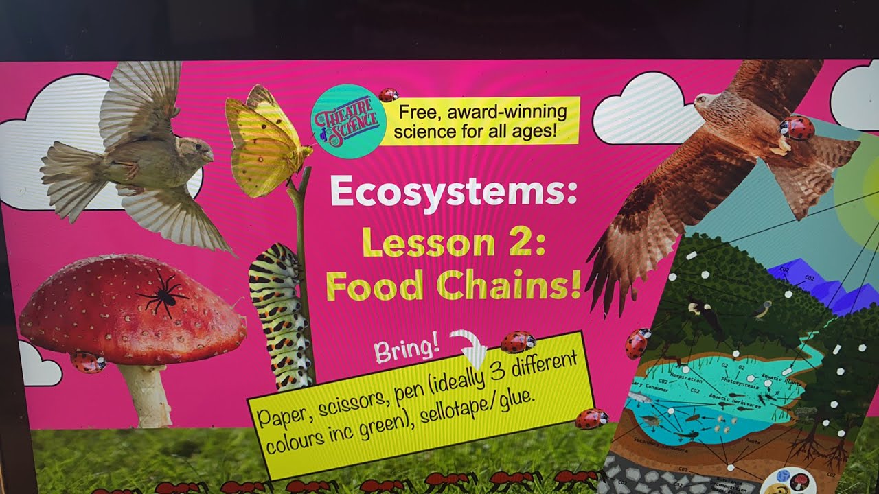Home Ed Ecosystems 2 Food Chains Youtube