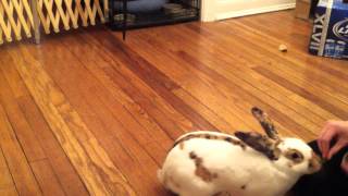 Rhinelander Bunny Tricks