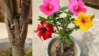Grafting technique to get multiple colour hibiscuses flower in one plant