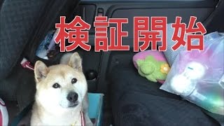 柴犬小春　検証！留守中なにやってるの？