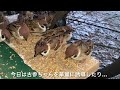 大雪の翌日。生き残ったチュン・戻ってこないチュン…