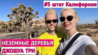 #5 КОСМИЧЕСКИЕ ДЖОШУА ТРИ ПРИНОСЯТ УДАЧУ! ТЫ ДОЛЖЕН ИХ ВИДЕТЬ! Авто путешествие по Америке