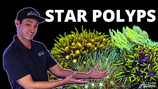 Top Shelf Aquatics' Coral Care Series - Star Polyps