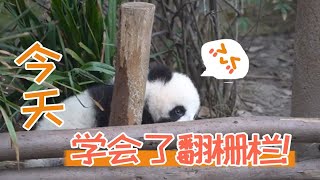 【熊猫宝宝日记】今天，我学会了翻栅栏！