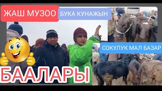 ЖАШ МУЗОО ТОРПОК БУКАЛАР БААСЫ СОКУЛУК МАЛ БАЗАР 5-Январь 2025ж