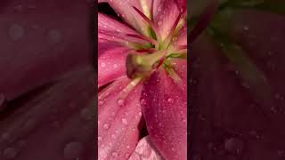 #pinklily #lily #flowers #viral #video #nature #shorts #shortvideo #hiamazingindia