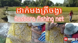 របៀបដាក់មងយកត្រីចង្វា How To Catch Rasbora Fishs Use Net