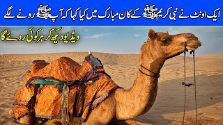 Nabi Pak SAW Aur Oont Ka Waqya ( Our ProphetHazrat Muhammad PBUH & a Camel ) Urdu/Hindi