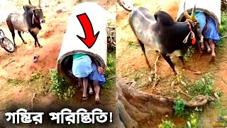 হৃদয় কাঁপানো ষাঁড়ের আক্রমণ দেখে চমকে উঠবেন | Top Unexpected Animal Encounters, Odvut Knowledge.