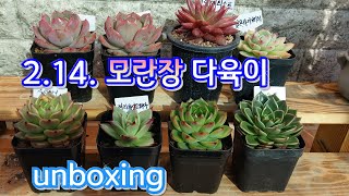 오늘은 모란장날입니다! 모란장 다육이 언박싱 unboxing 예쁜  글램핑크, 아메티스트, 사라보니 구경하세요~^^多肉植物, succulent, たにくしょくぶつ #다육이를부탁해