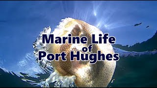 Marine Life of Port Hughes