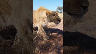 Stealthy lioness - absolute perfection! #animals #wildlife #nature #africa #lion